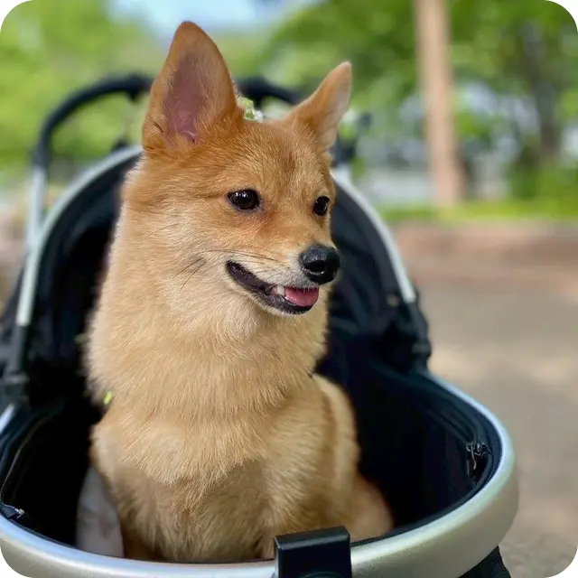 K.Yの飼育している犬の写真