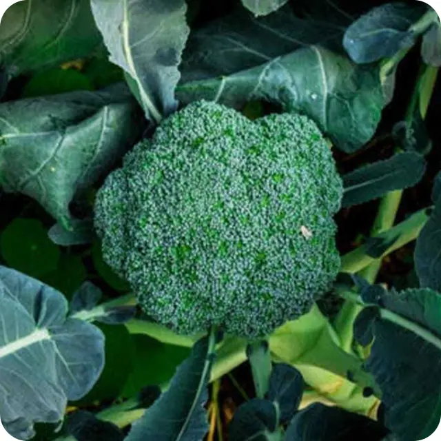 I.Aの家庭菜園でできたブロッコリーの写真